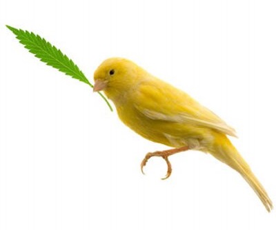 canary_with_hemp_leaf